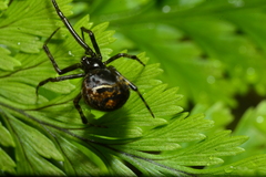 Parasteatoda