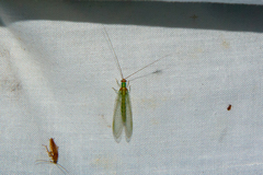 Plesiochrysa atalotis