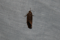 Pycnocera hypoxantha