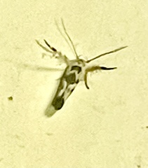 Stathmopoda melanochra