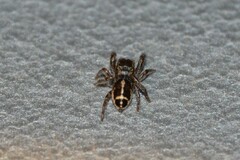 Pellenes tripunctatus