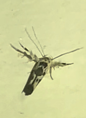 Stathmopoda melanochra