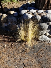 Nassella tenuissima