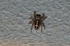 Pellenes tripunctatus