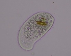 Chilodonellidae