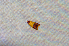 Heteroteucha dichroella