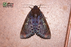 Arcte modesta