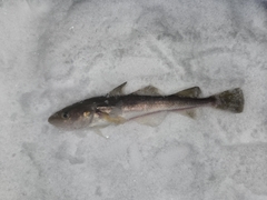 Microgadus tomcod