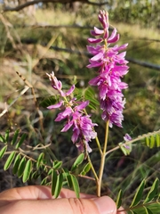 Indigofera pratensis