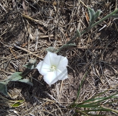 Convolvulus hermanniae