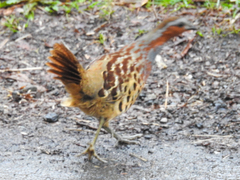 Bambusicola thoracicus