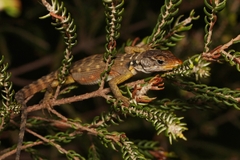 Pseudocordylus microlepidotus