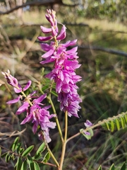 Indigofera pratensis