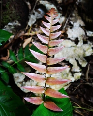 Blechnum occidentale