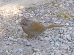 Trochalopteron lineatum