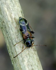 Phymatodes alni