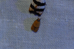 Heteroteucha translatella