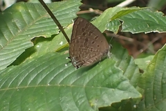 Arhopala