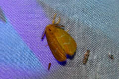 Euproctis lutea