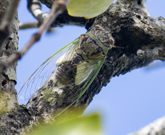 Arunta interclusa