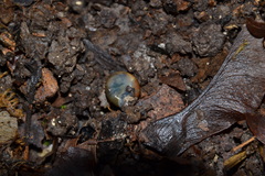 Morlina glabra