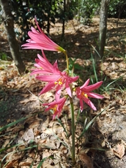 Zephyranthes bifida