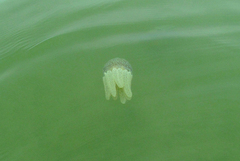 Acromitus