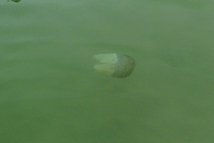 Acromitus