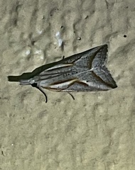 Arotrophora arcuatalis