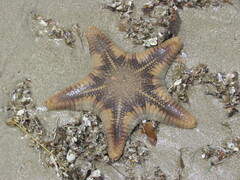 Goniodiscaster scaber