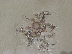 Goniodiscaster scaber