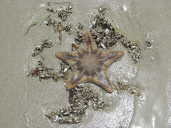 Goniodiscaster scaber