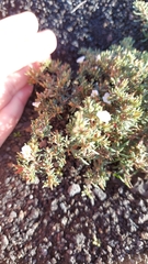 Frankenia pulverulenta
