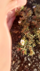 Frankenia pulverulenta
