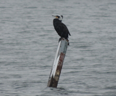 Phalacrocorax carbo
