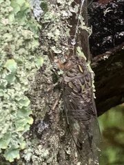 Amphipsalta zelandica