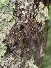 Amphipsalta zelandica