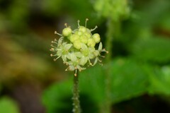 Hydrocotyle algida