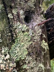 Amphipsalta zelandica