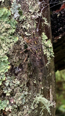Amphipsalta zelandica