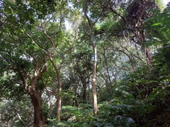 Aglaia rimosa