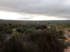 Leucospermum rodolentum