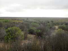 Leucospermum rodolentum
