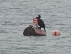 Phalacrocorax carbo