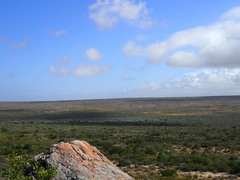 Leucospermum rodolentum