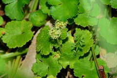 Hydrocotyle algida
