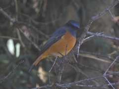 Phoenicurus frontalis