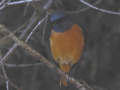 Phoenicurus frontalis