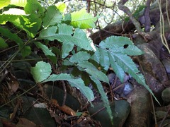 Bolbitis heteroclita