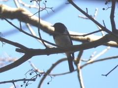 Phoenicurus coeruleocephala